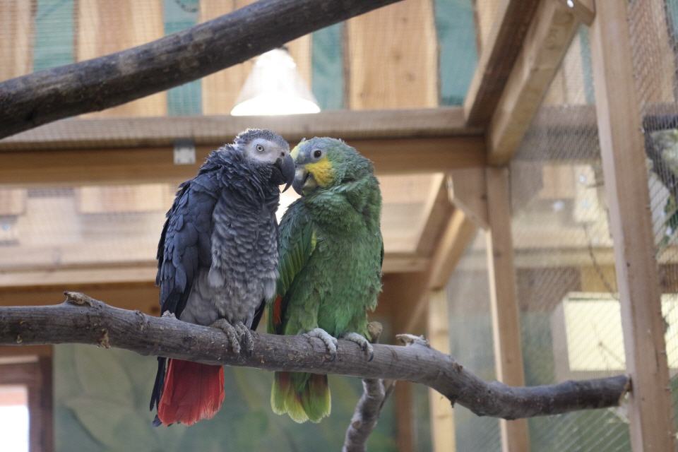 Ewige Liebe